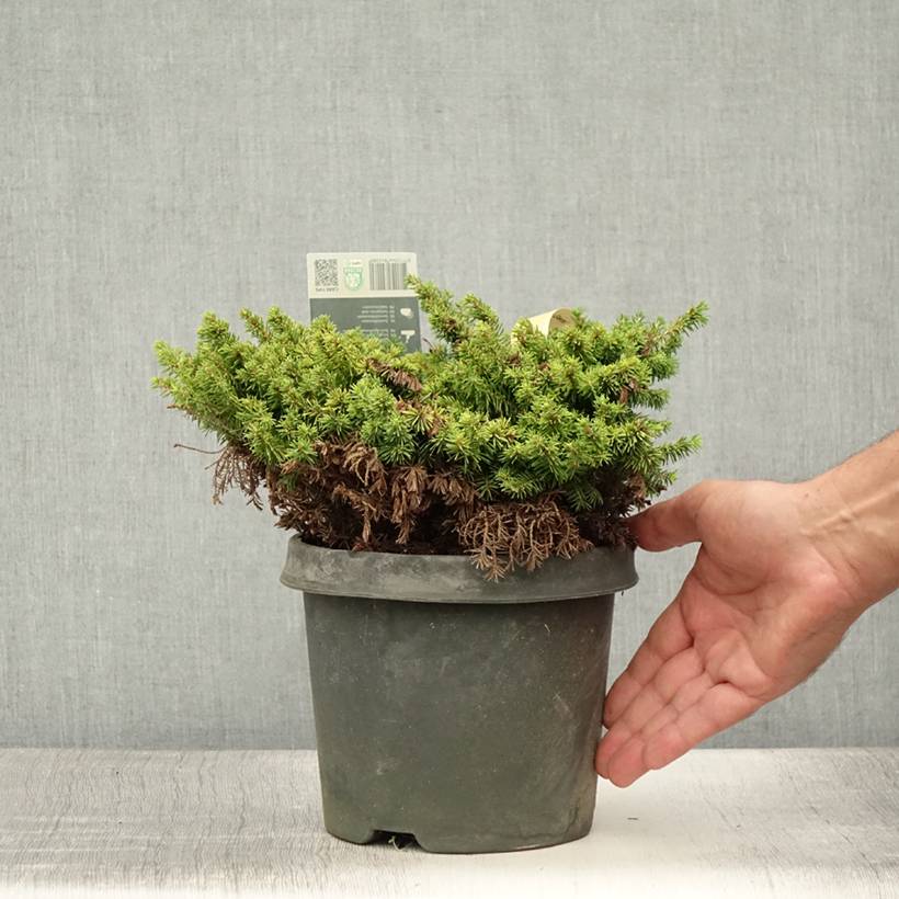 Épicéa nain - Picea abies Little Gem  2L/3L                       Pot de 2L/3L - Image 2