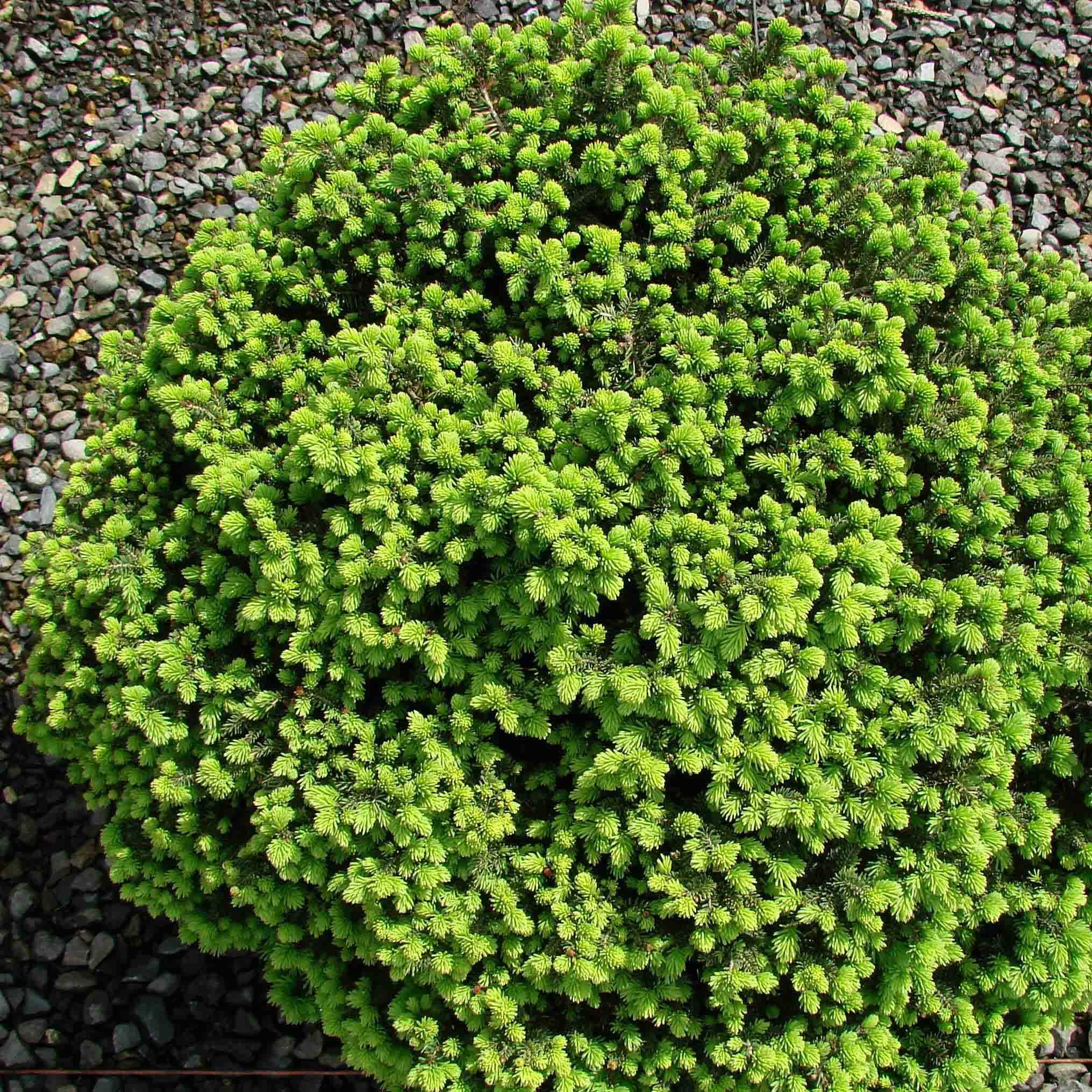 Épicéa nain - Picea abies Little Gem  2L/3L                       Pot de 2L/3L