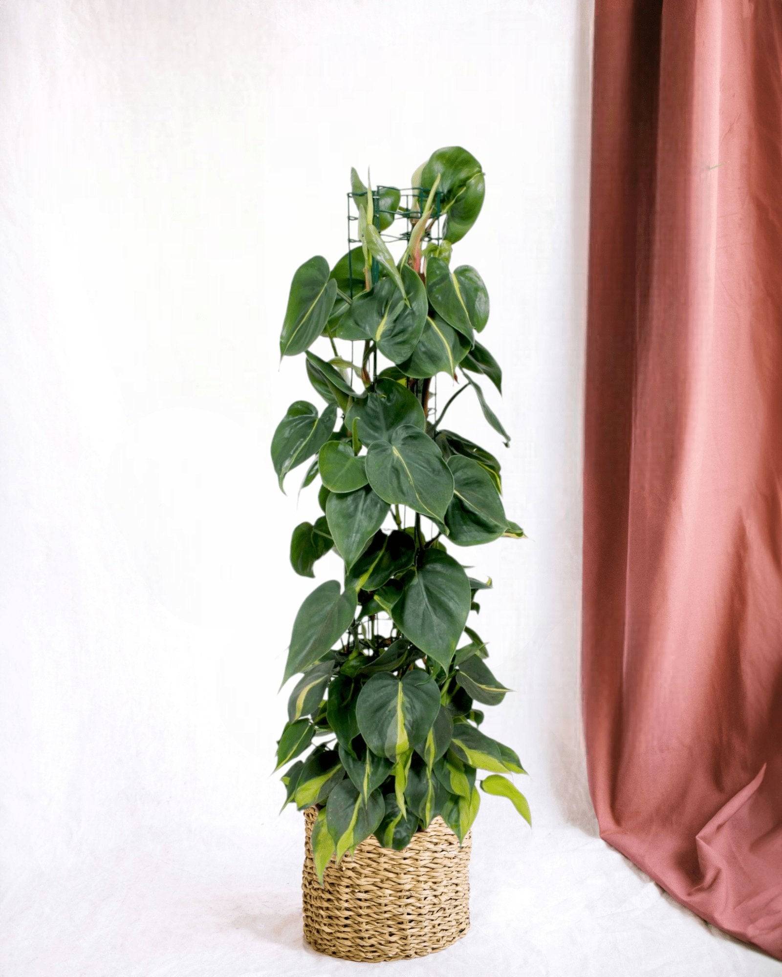 Philodendron Brasil 120cm - Plante d'intérieur- La Green Touch - Image 2