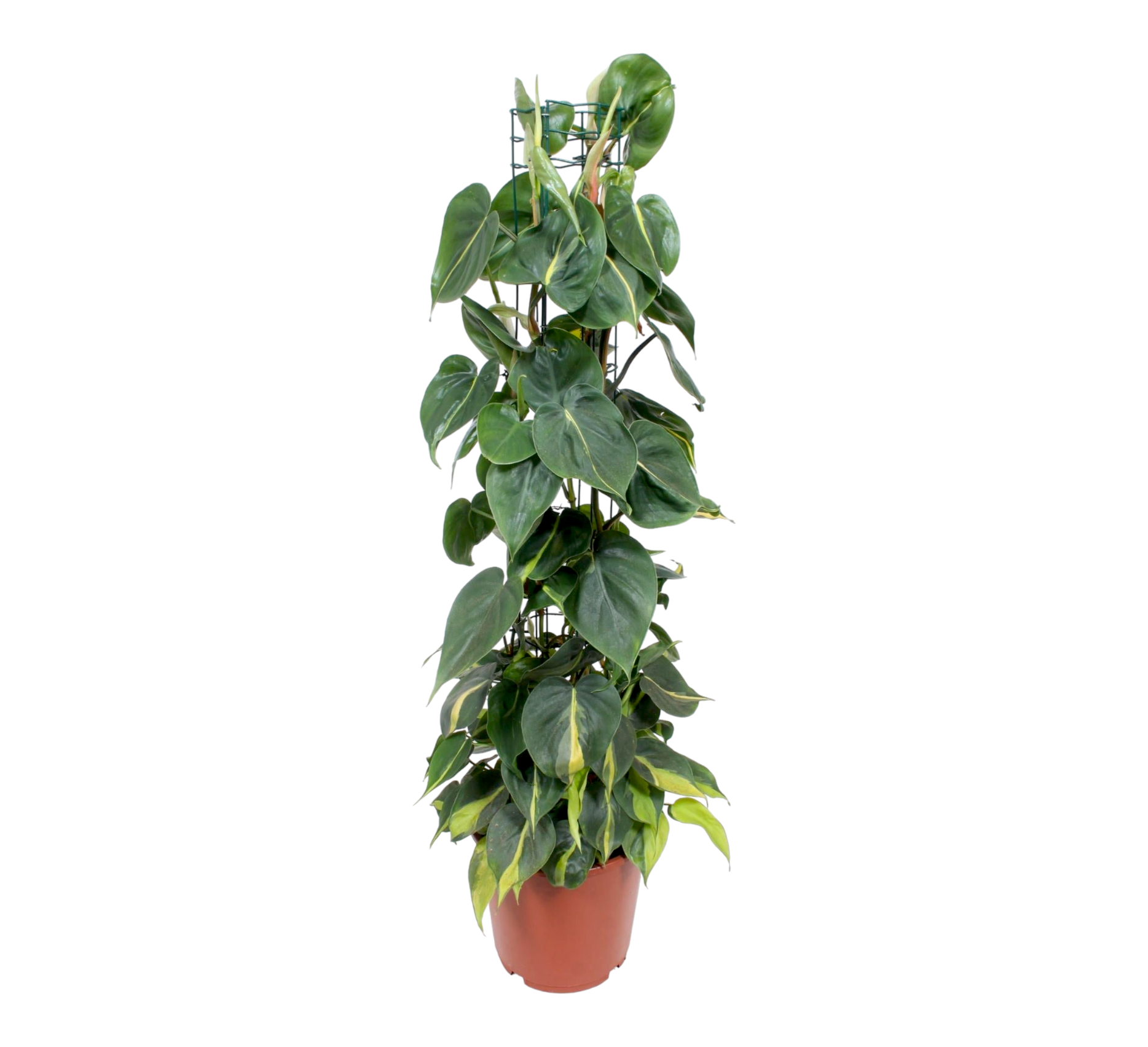 Philodendron Brasil 120cm - Plante d'intérieur- La Green Touch - Image 1
