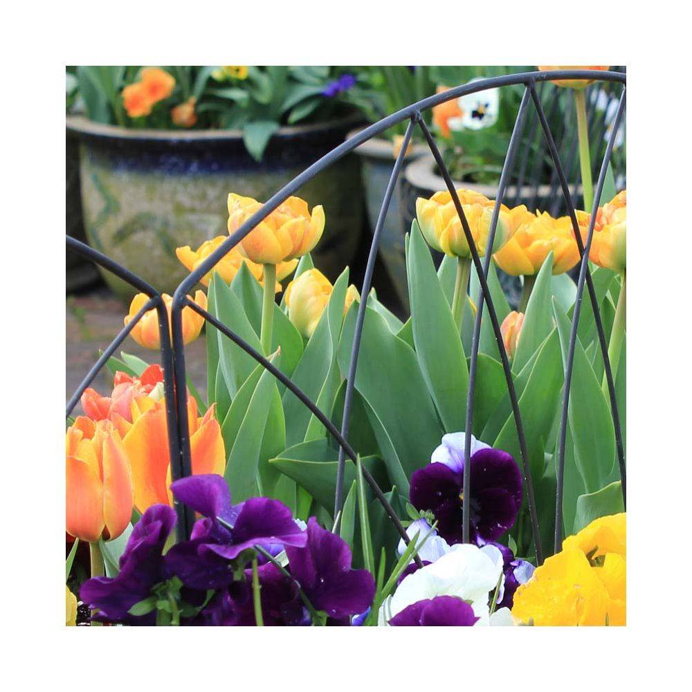 Maxiedge - Bordure de jardin en fer forgé Victoriana Lot de 10 - Image 4