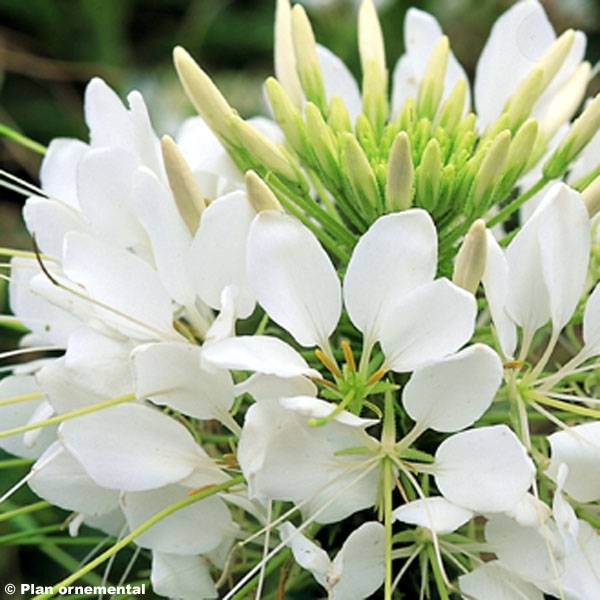 Cléome Sparkler Blanche Mini-motte Ø 3/4 cm, Livré en plant vert de 5 à 10 cm de hauteur (par 3)