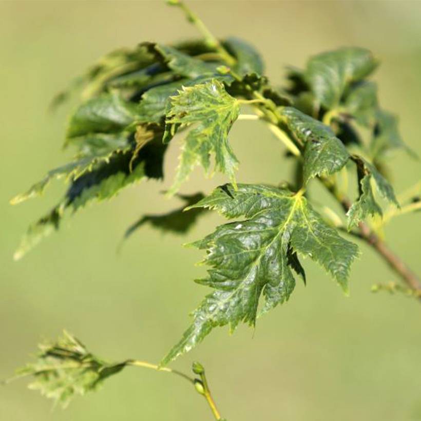 Promesse de Fleurs - Tilleul hybride - Tilia x platyphyllos Henryk Eder Pot de 7,5L/10L