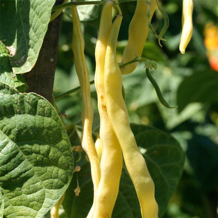Haricot à rames mangetout beurre Merveille de Venise ou Or du Rhin  NT - Ferme de Sainte Marthe le sachet de 250 graines environ (80g)