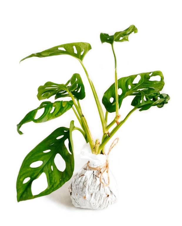 Monstera Adansonii - Monkey Leaf Small D. 9cm H. 25cm - Plante d'intérieur - IndoorPoppies - Image 1