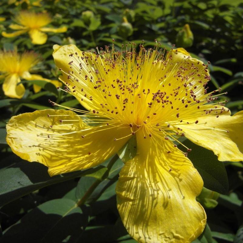 Millepertuis calycinum, Hypericum à fleurs Jaune - feuillage Persistant - Pot de 3L - 20/40 cm-  hauteur à maturité De 0,50 m à 1,00 m - Image 1