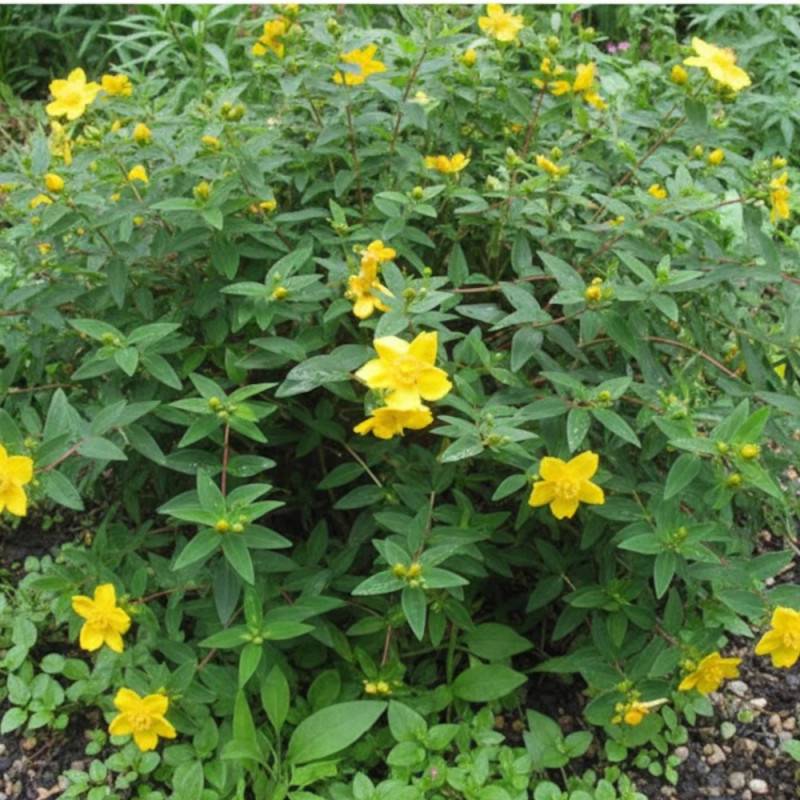 Millepertuis calycinum, Hypericum à fleurs Jaune - feuillage Persistant - Pot de 3L - 20/40 cm-  hauteur à maturité De 0,50 m à 1,00 m - Image 3