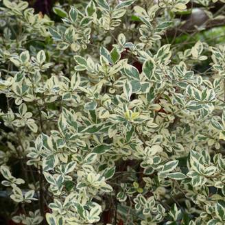 Troène de Californie Argenteum - Ligustrum ovalifolium Godet de 8/9 cm
