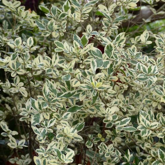 Troène de Californie Argenteum - Ligustrum ovalifolium Godet de 8/9 cm - Image 1