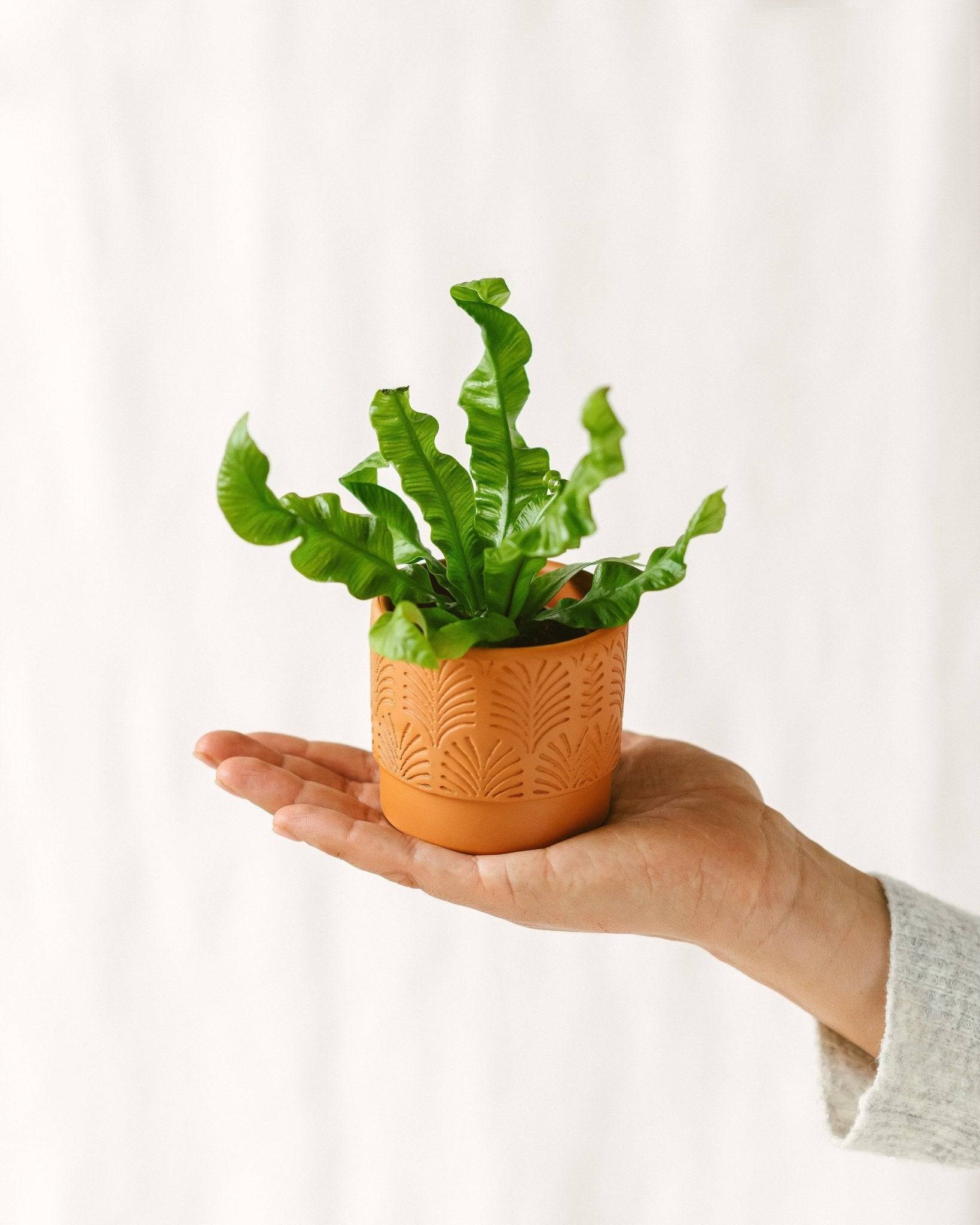 Mini Asplenium Crispy 15cm - Plante d'intérieur- La Green Touch - Image 2