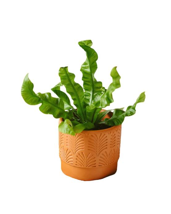 Mini Asplenium Crispy 15cm - Plante d'intérieur- La Green Touch - Image 1