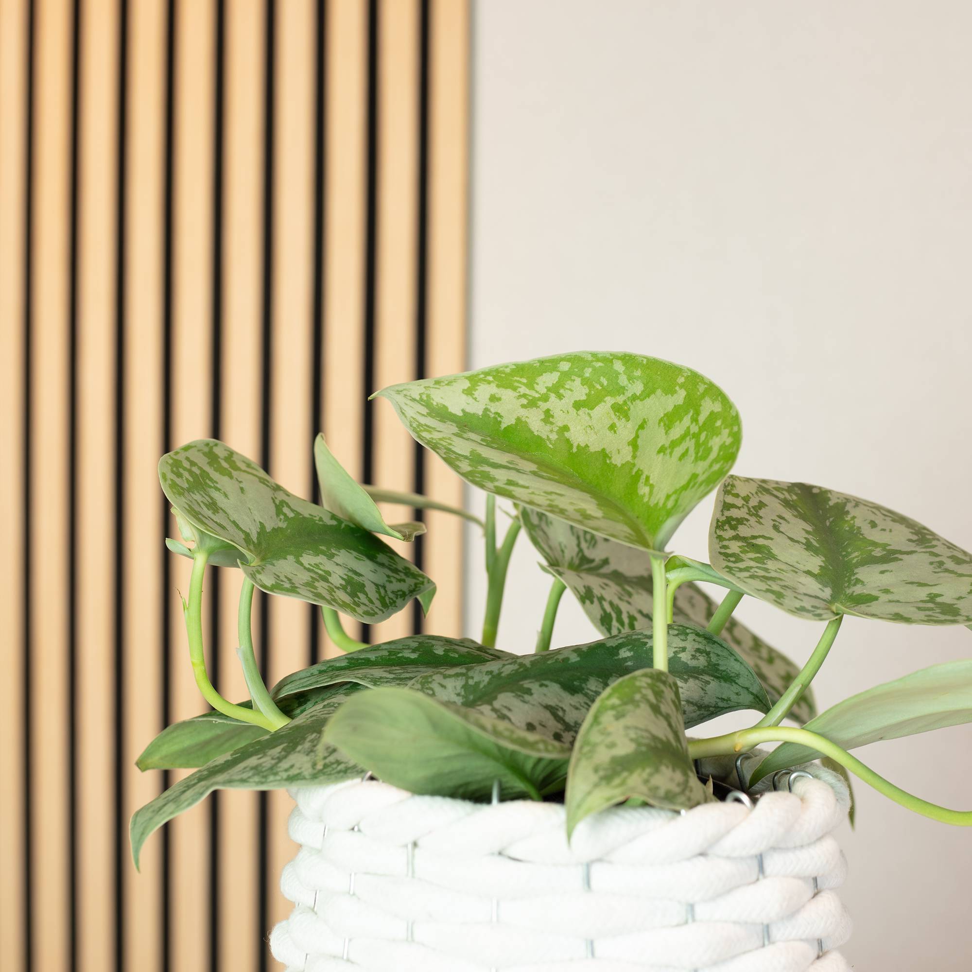 Pothos argenté - plante d'intérieur facile d'entretien, Scindapsus pictus 'Argyraeus' - hauteur env. 15 cm, pot-Ø 12 cm - Image 3