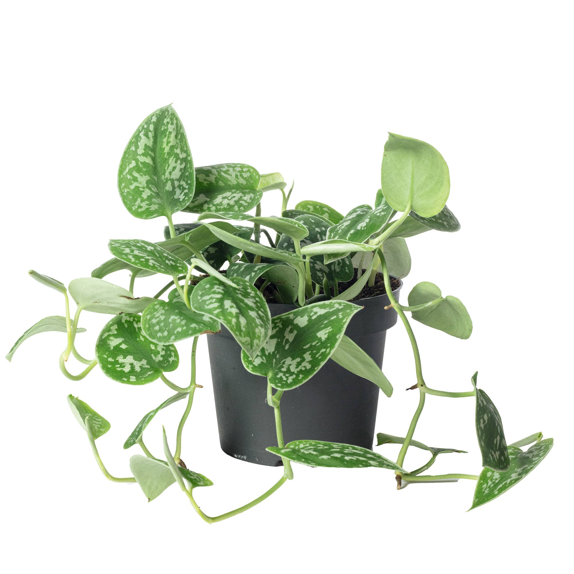 Pothos argenté - plante d'intérieur facile d'entretien, Scindapsus pictus 'Argyraeus' - hauteur env. 15 cm, pot-Ø 12 cm - Image 1