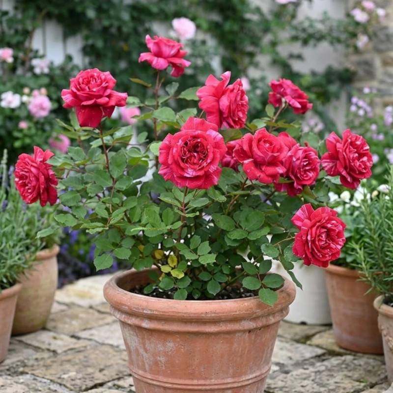 Rosier à grandes fleurs Berthe Morisot® 'Delrosroucrem' à fleurs Rouge/Blanche - feuillage Caduc - Pot de 10 L - 1/2 tige - Image 3
