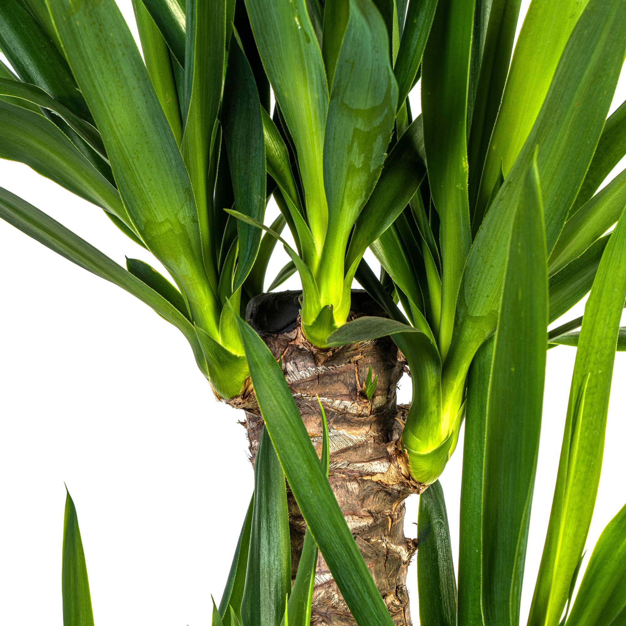 Yucca Elephantipes - H90cm - Image 2