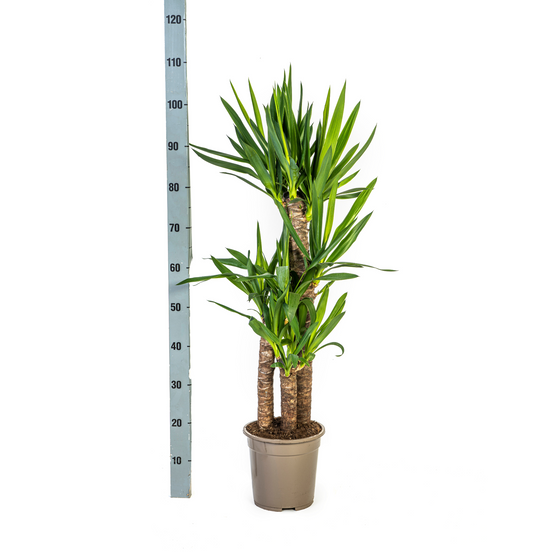 Yucca Elephantipes - H90cm - Image 3