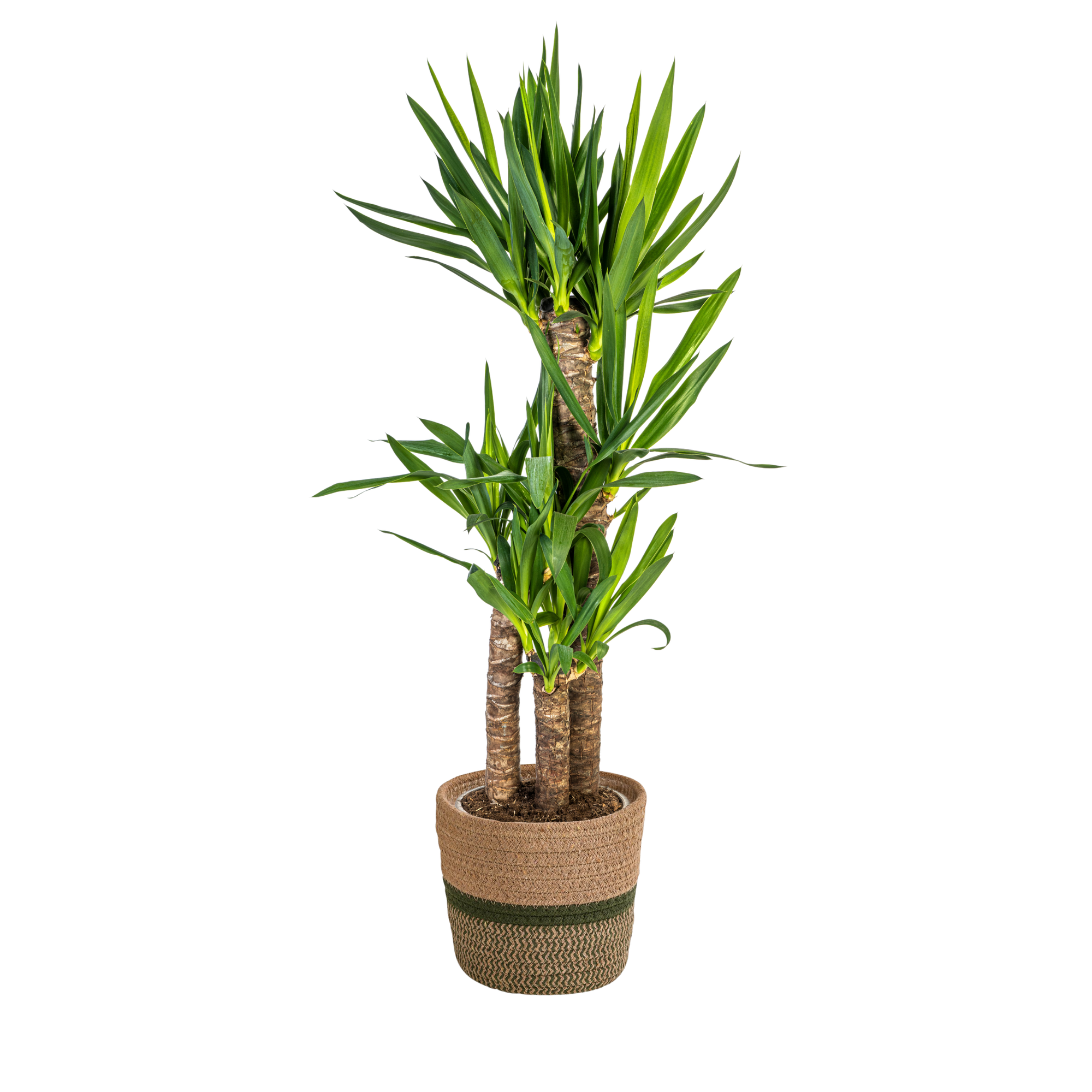 Yucca Elephantipes - H90cm - Image 4