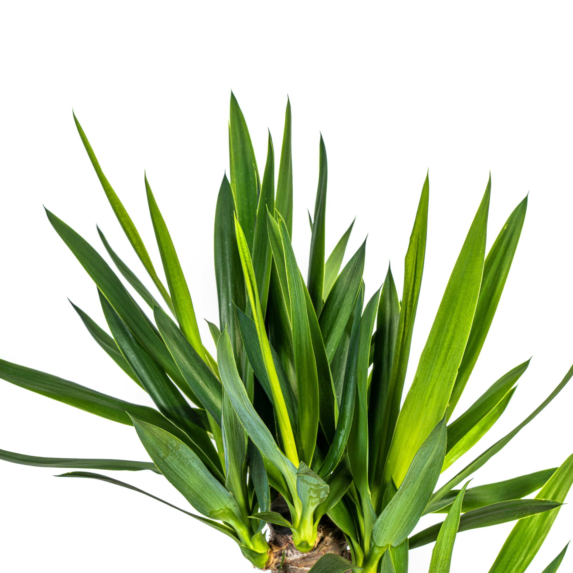 Yucca Elephantipes - H90cm - Image 5