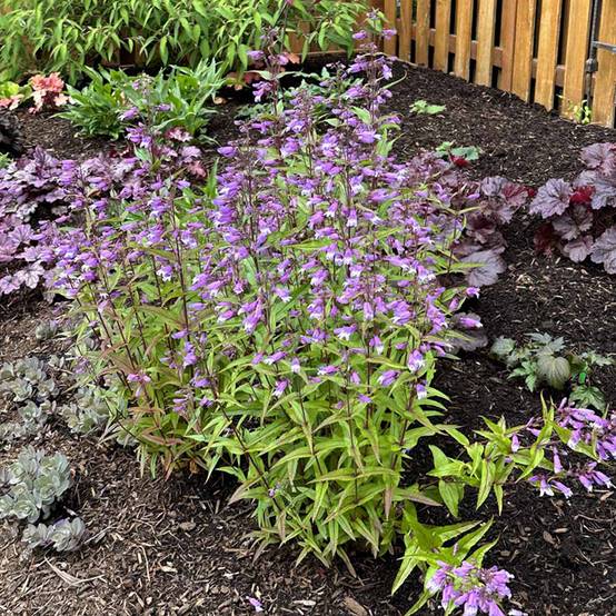 Promesse de Fleurs - Penstemon Nova Twilight - Galane Godet de 8/9 cm