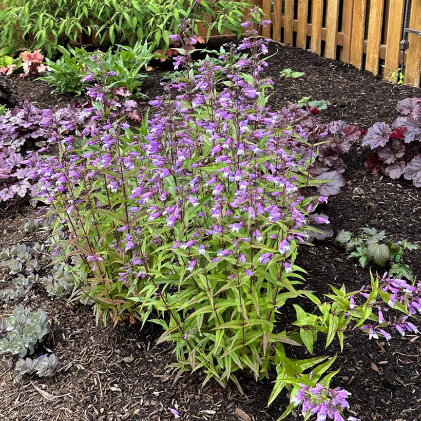 Promesse de Fleurs - Penstemon Nova Twilight - Galane Godet de 8/9 cm