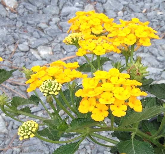 Promesse de Fleurs - Lantana Chapel Hill Gold Pot de 2L/3L