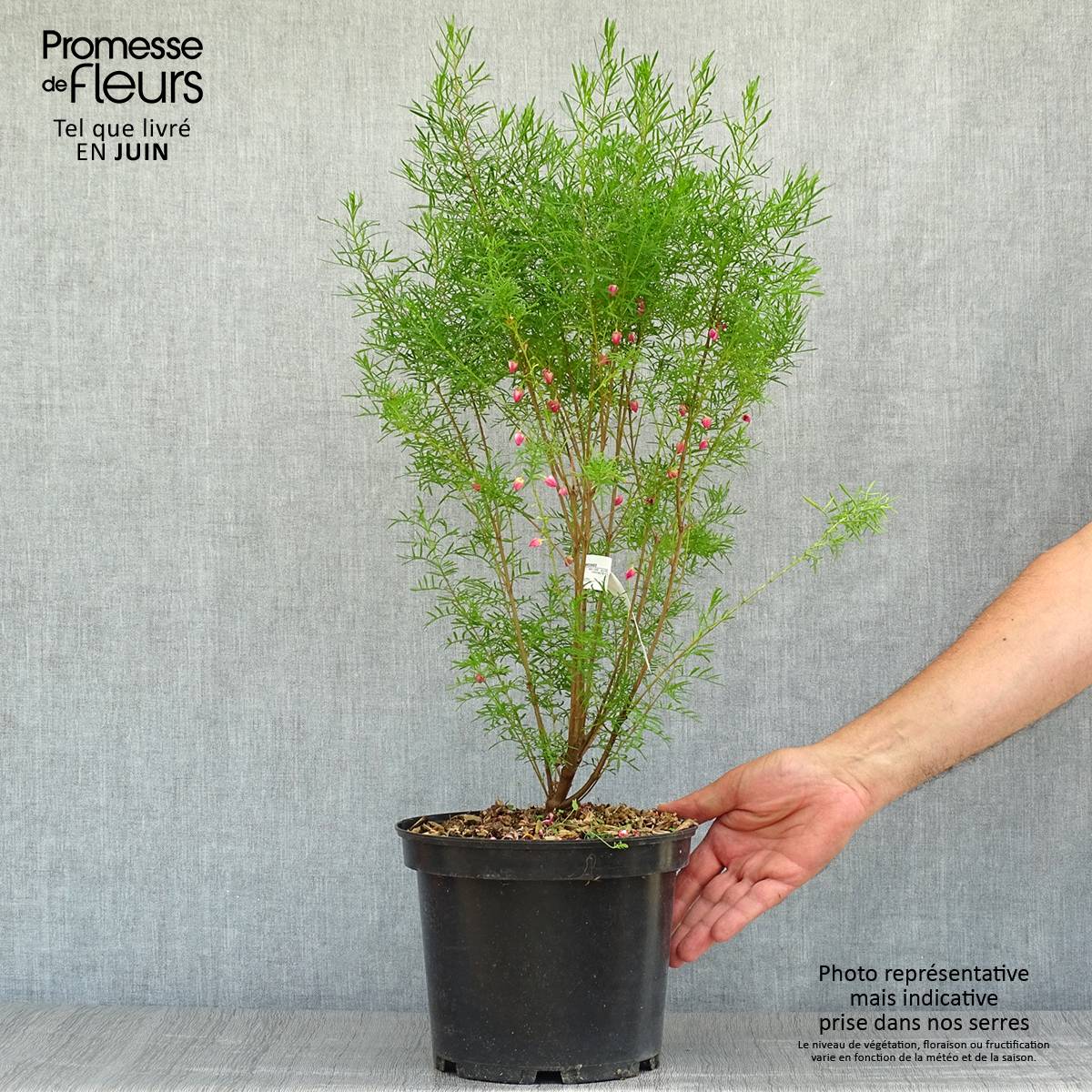 Promesse de Fleurs - Boronia heterophylla - Boronie à feuillage varié. Pot de 3L/4L - Image 2