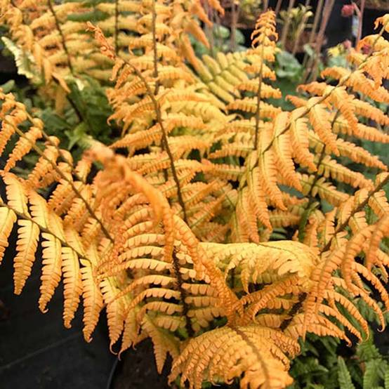Dryopteris wallichiana Jurassic Gold - Fougère Pot de 2L/3L