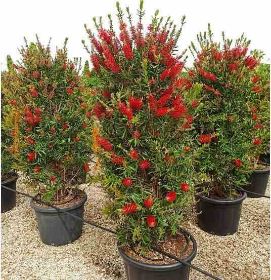 Sans Marque - Callistemon citrinus cv. Splendens (Rince bouteille) Taille:Pot de 285L 200/250cm - Image 1