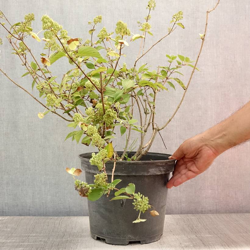Hydrangea paniculata Kyushu - Hortensia paniculé Pot de 7,5L/10L - Image 2