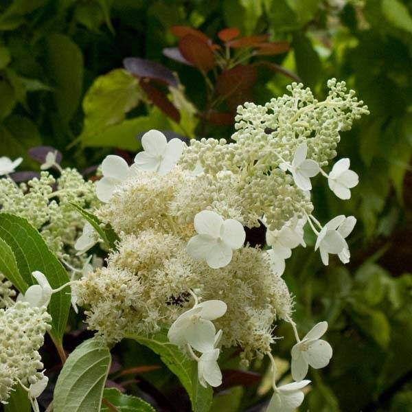 Hydrangea paniculata Kyushu - Hortensia paniculé Pot de 7,5L/10L - Image 1