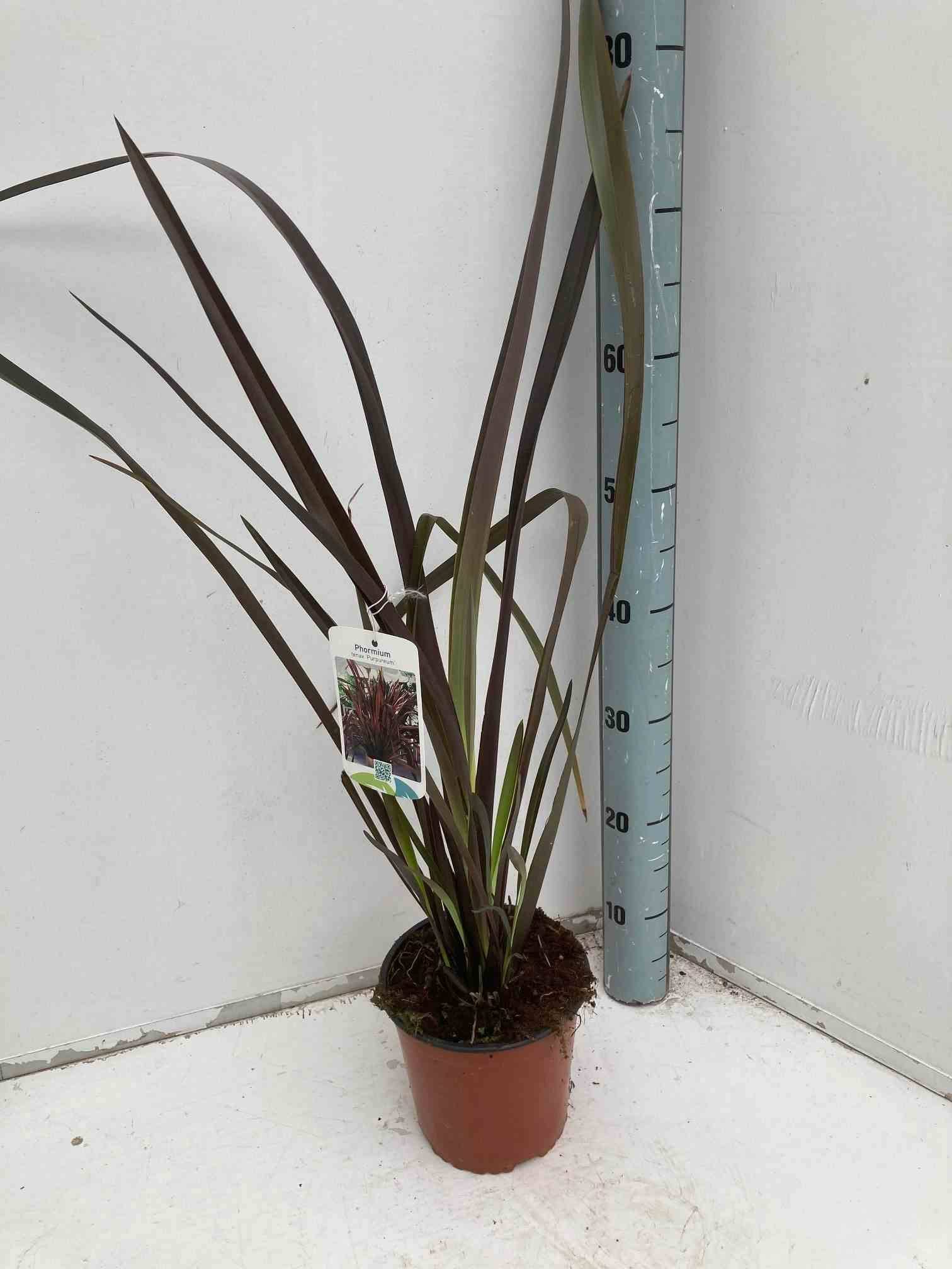 Sans Marque - Phormium tenax var. Purpurea (lin de nouvelle-zélande) Taille:Pot de 6 litres - 80/100 cm - Couleur floraison:jaune et rouge - Image 1
