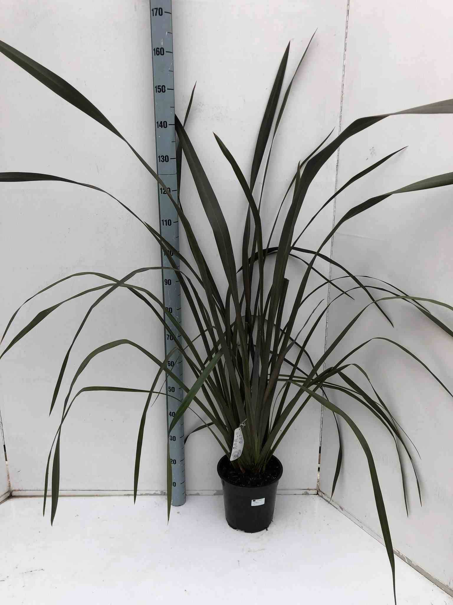 Sans Marque - Phormium tenax var. Purpurea (lin de nouvelle-zélande) Taille:Pot de 6 litres - 80/100 cm - Couleur floraison:jaune et rouge - Image 2