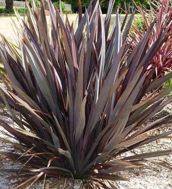 Sans Marque - Phormium tenax var. Purpurea (lin de nouvelle-zélande) Taille:Pot de 6 litres - 80/100 cm - Couleur floraison:jaune et rouge - Image 3