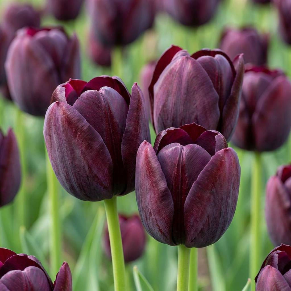 La Green Touch - Tulipe triomphe violet foncé - 24 bulbes - Image 1