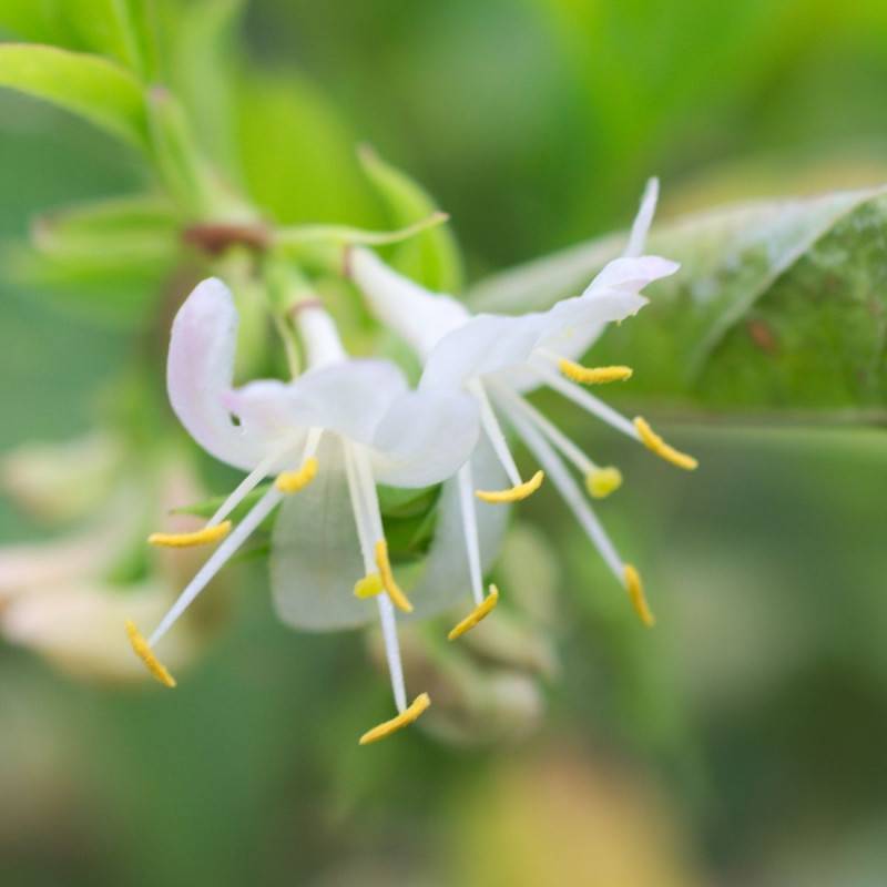 Chèvrefeuille d'hiver, Lonicera à fleurs Blanche - feuillage Caduc - Pot de 4L - 40/60 cm-  hauteur à maturité De 2,50 m à 3,00 m - Image 5