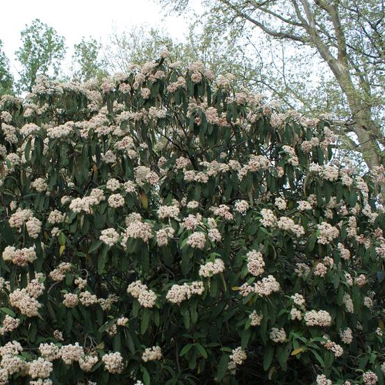 Promesse de Fleurs - Viburnum rhytidophyllum - Viorne à feuilles ridées. Pot de 2L/3L - Image 1
