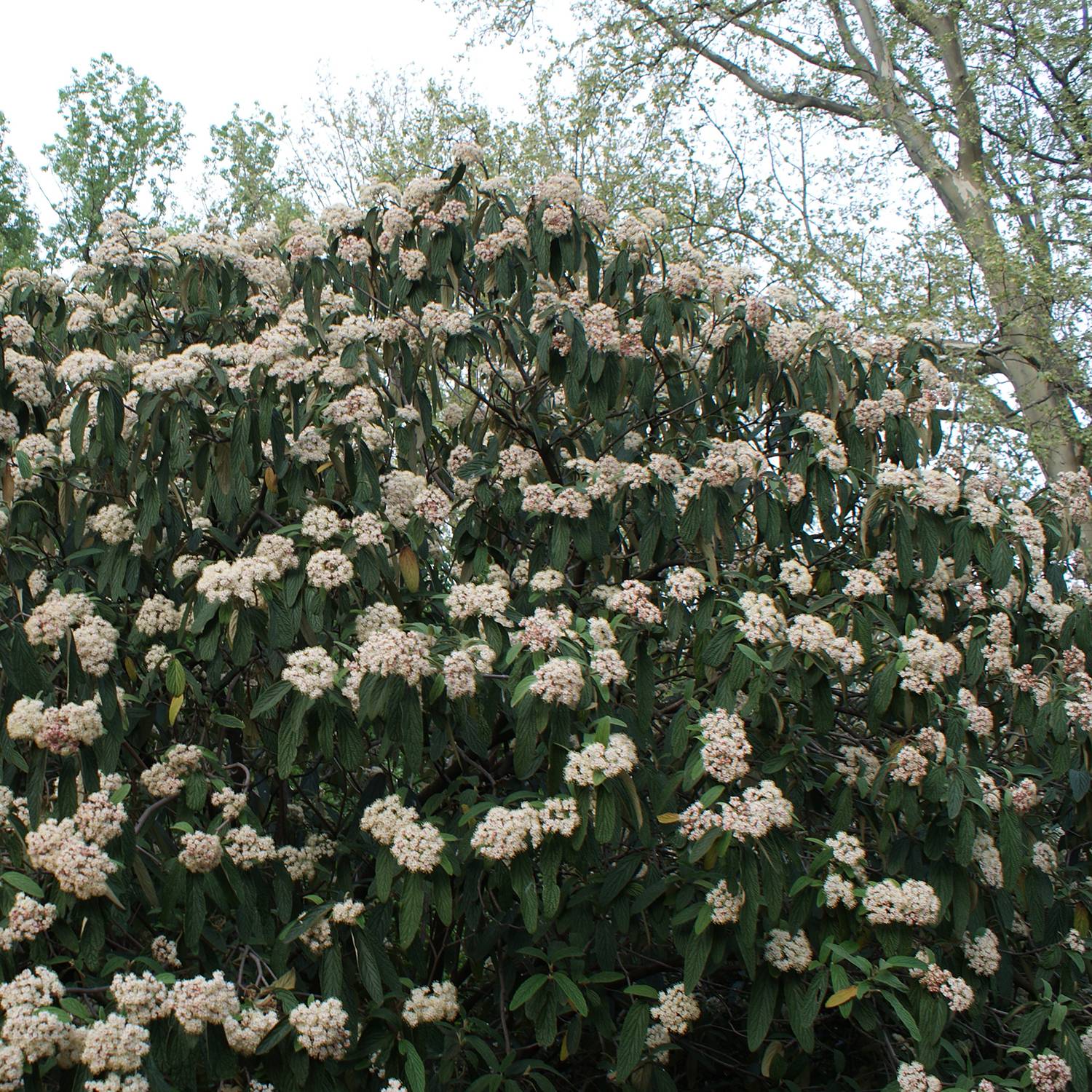 Viburnum rhytidophyllum - Viorne à feuilles ridées. Pot de 2L/3L