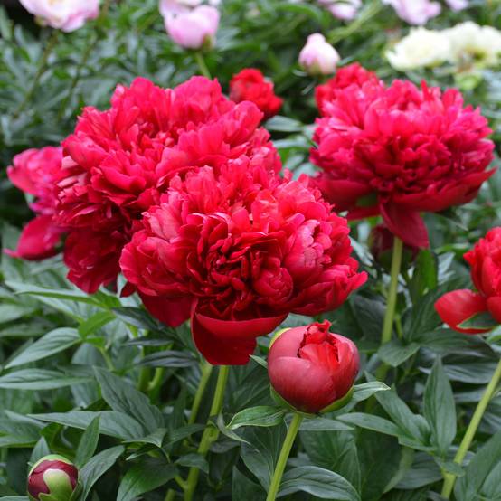 Promesse de Fleurs - Pivoine lactiflora Henry Bockstoce Pot de 3L/4L