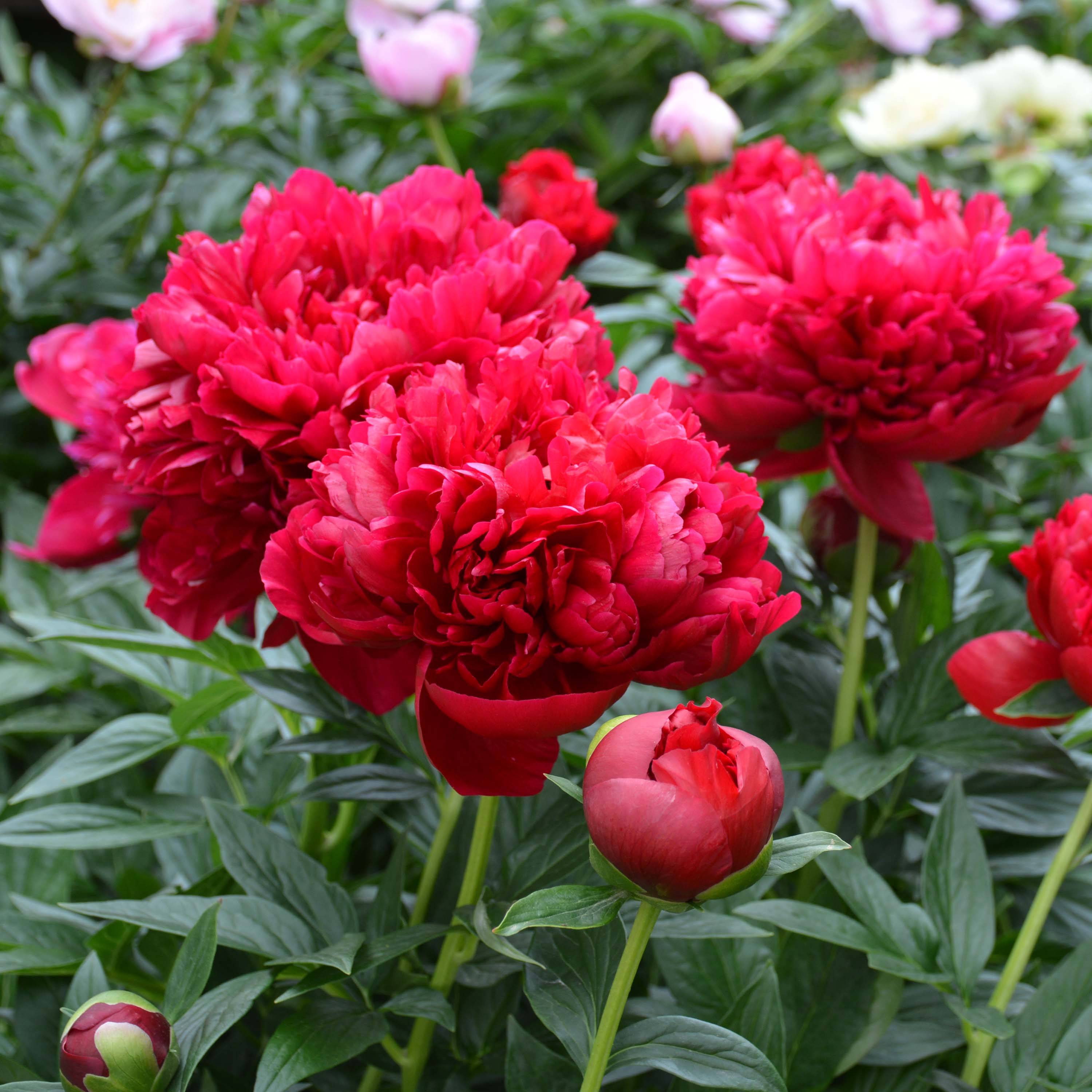 Promesse de Fleurs - Pivoine lactiflora Henry Bockstoce  Pot de 3L/4L