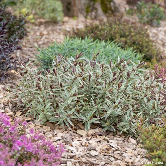 Promesse de Fleurs - Hebe iBE Colour Dream - Véronique arbustive Pot de 3L/4L