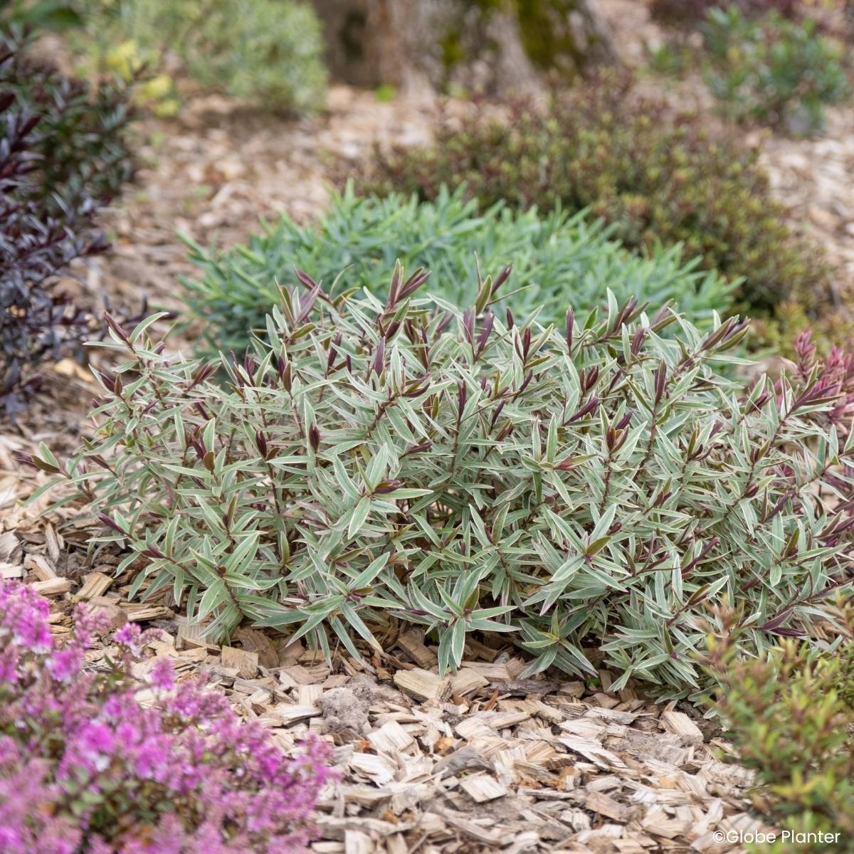 Promesse de Fleurs - Hebe iBE Colour Dream - Véronique arbustive Pot de 3L/4L