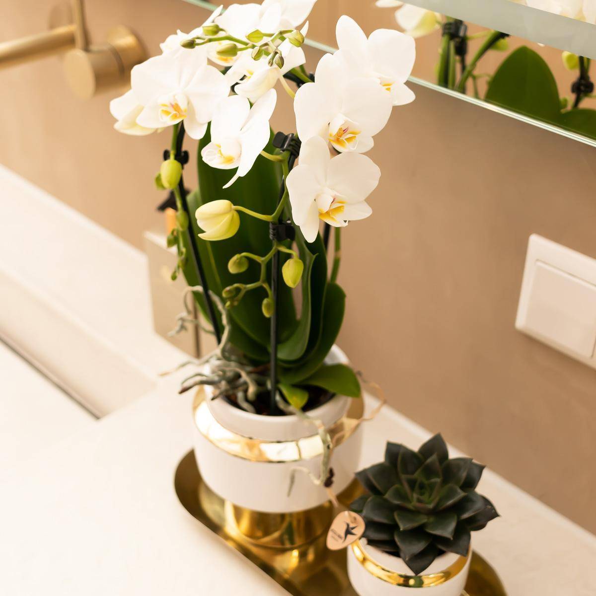 Ensemble Orchidée Blanche et Succulente sur Plateau Doré- La Green Touch - Image 4
