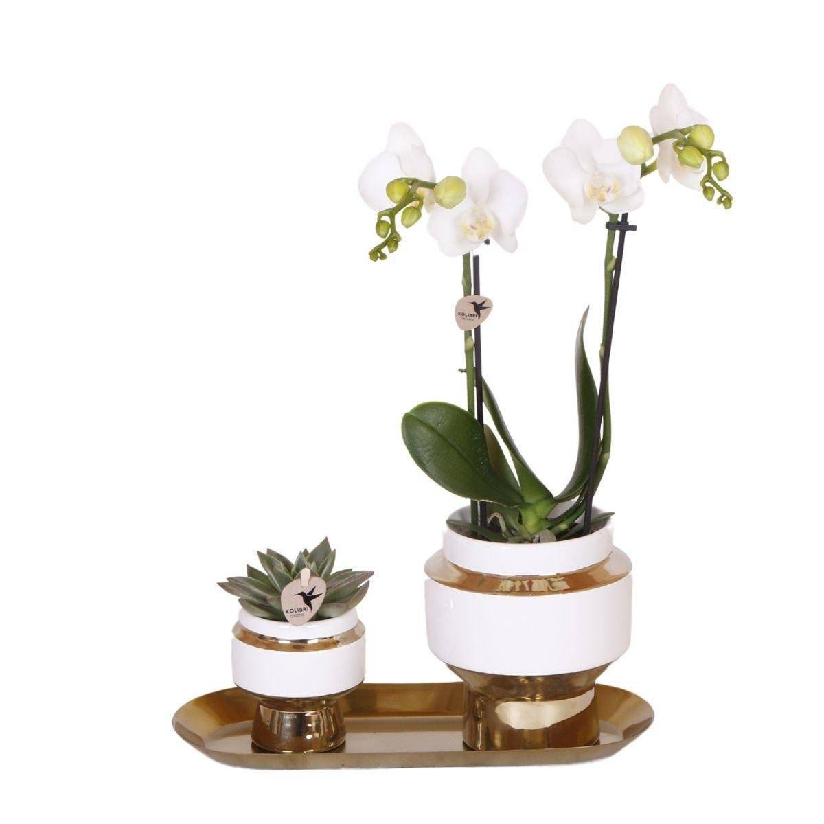 Ensemble Orchidée Blanche et Succulente sur Plateau Doré- La Green Touch - Image 1