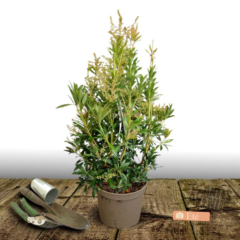Andromède du Japon Forest Flame, Pieris à fleurs Blanche - feuillage Persistant - Pot de 7,5L - 40/60 cm-  hauteur à maturité De 1,00 m à 1,50 m - Image 3
