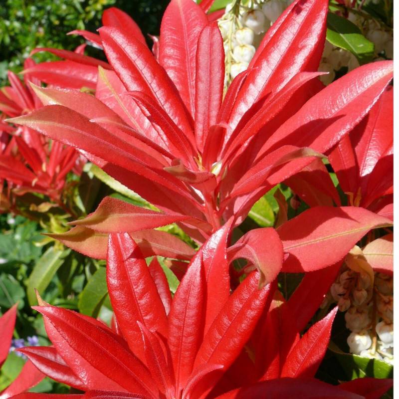 Andromède du Japon Forest Flame, Pieris à fleurs Blanche - feuillage Persistant - Pot de 7,5L - 40/60 cm-  hauteur à maturité De 1,00 m à 1,50 m - Image 1
