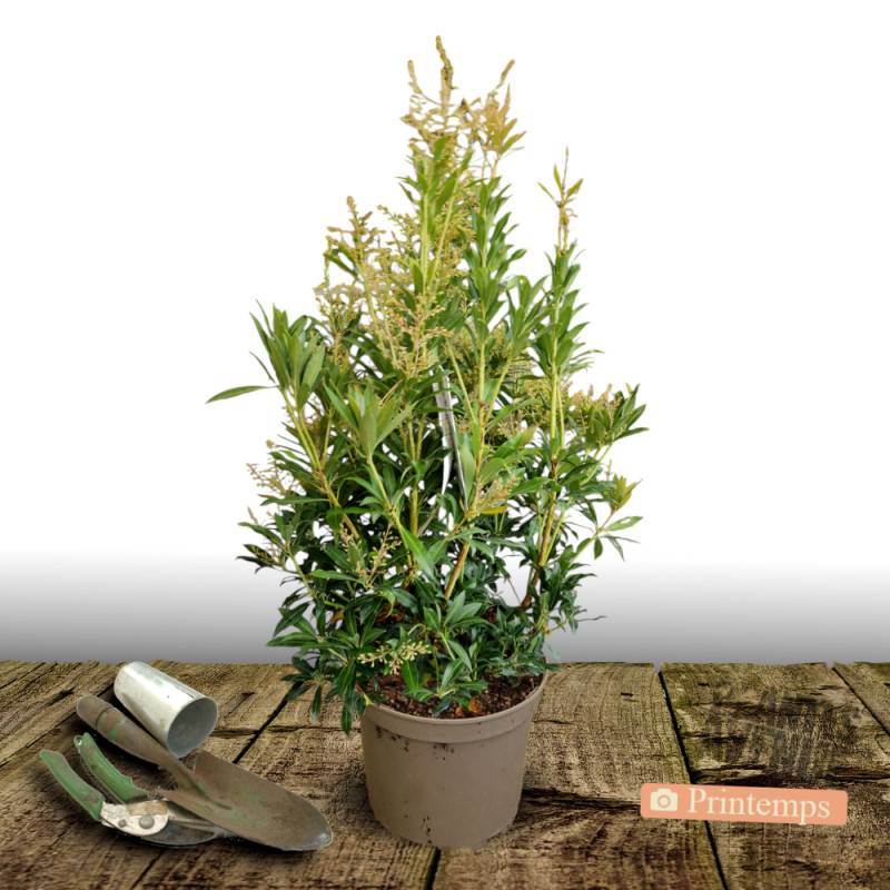 Andromède du Japon Forest Flame, Pieris à fleurs Blanche - feuillage Persistant - Pot de 7,5L - 40/60 cm-  hauteur à maturité De 1,00 m à 1,50 m - Image 5