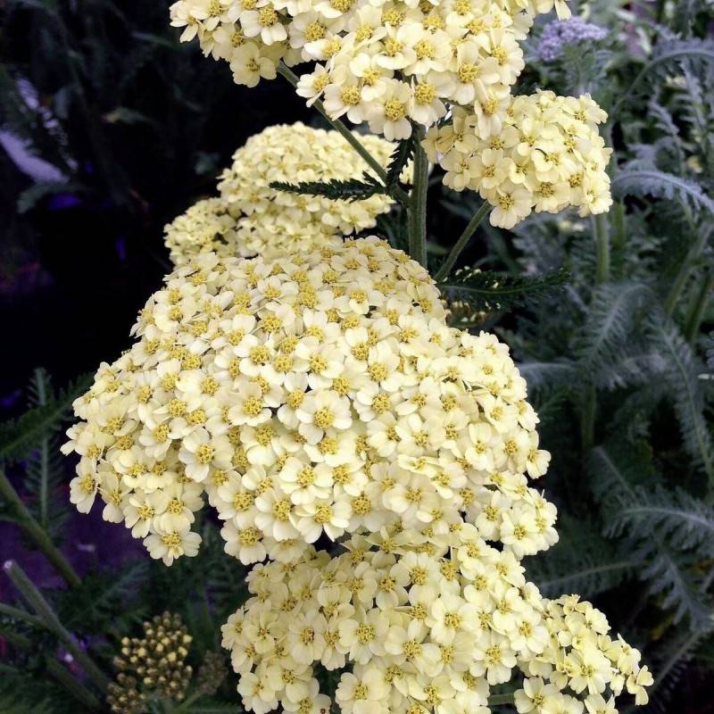 Achillée Schwellenburg à fleurs Jaune - feuillage Caduc - Godet - 5/20 cm-  hauteur à maturité De 0,50 m à 1,00 m - Image 1