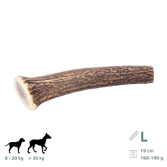 Bois de Cerf pour Chien L 160-190g - Image 1