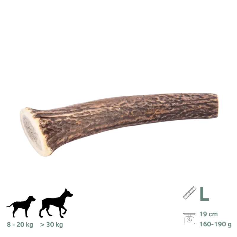 Bois de Cerf pour Chien L 160-190g