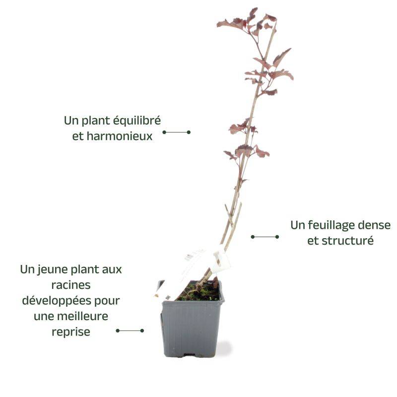 Physocarpe à feuilles d'obier 'Diabolo' (Physocarpus opulifolius 'Diabolo') - Godet - Taille 13/25cm - Pépinières Naudet - Image 3